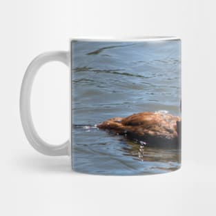 Ruddy Duck. Mug